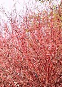 ‘貝雷’紅瑞木