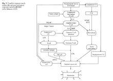 香菇多糖藥理生物模型