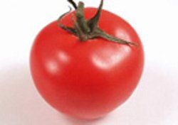 轉基因抗凍西紅柿 轉基因抗凍西紅柿