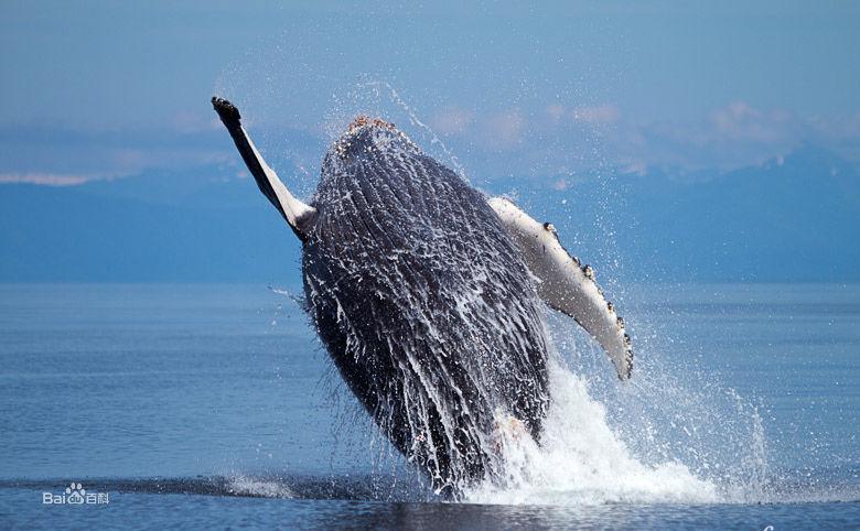 座頭鯨外形特徵