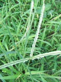 單子葉植物 單子葉植物