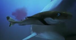 雪茄達摩鯊 雪茄達摩鯊