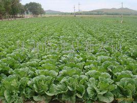 中國大白菜 中國大白菜