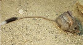 長耳跳鼠 長耳跳鼠