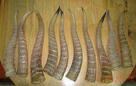 羖羊角[羖羊角]