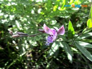 西伯利亞遠志 西伯利亞遠志