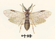 針尾膜翅目 針尾膜翅目