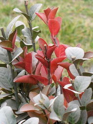 長花絡石（變種）