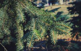 松針[松屬植物]