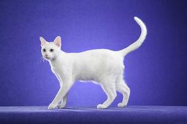 泰國御貓 泰國御貓