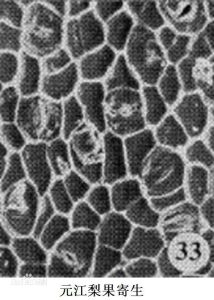 元江梨果寄生