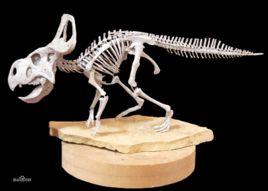 原角龍屬 原角龍屬