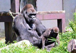 日本最帥猩猩 日本最帥猩猩