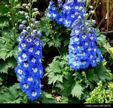 金沙翠雀花 金沙翠雀花