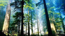 陰條嶺自然保護區 陰條嶺自然保護區