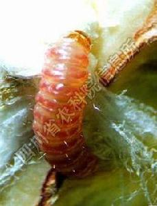 棉紅鈴蟲 棉紅鈴蟲