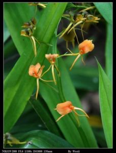 黃花羊耳蒜 黃花羊耳蒜