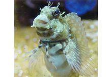 西瓜刨[䲁科魚類的別稱]