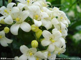 大葉九里香 大葉九里香