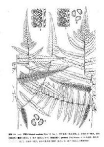 刺軸菜蕨 刺軸菜蕨