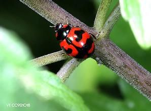 狹臀瓢蟲 狹臀瓢蟲