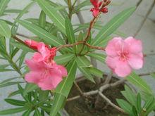 致癌植物：夾竹桃