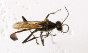 皺胸沙泥蜂皺胸亞種