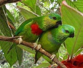 愛德華無花果鸚鵡 愛德華無花果鸚鵡