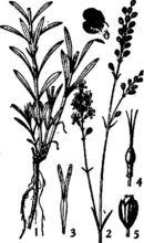 石縫蠅子草 石縫蠅子草