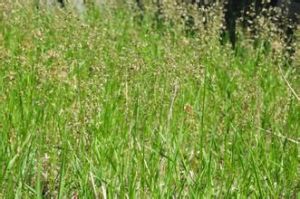 光稃羊茅 光稃羊茅