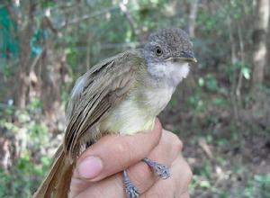 白喉旋木鵯 白喉旋木鵯