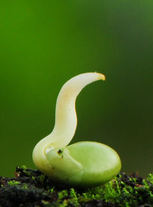 見微知萌 見微知萌