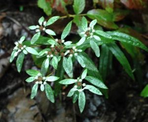 短葉長葉火絨草 短葉長葉火絨草