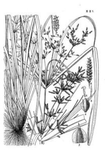 寬葉多脈莎草 寬葉多脈莎草