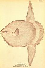 翻車魚（硬骨魚綱）