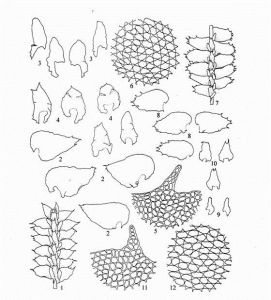 叢生光萼苔 叢生光萼苔