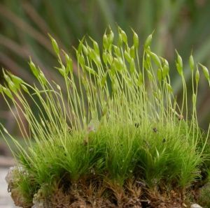 毛同蒴蘚 毛同蒴蘚