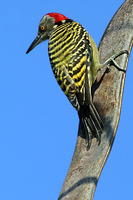 拉美啄木鳥