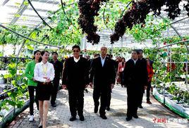 廣西玉林市“五彩田園”農業嘉年華 廣西玉林市“五彩田園”農業嘉年華