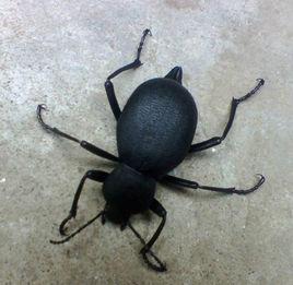 喙尾琵琶甲 喙尾琵琶甲