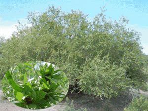 （圖）雙橋集鎮