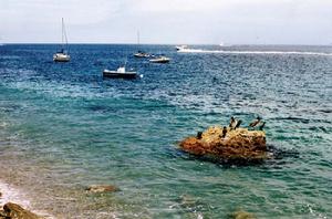 卡特琳娜島星羅棋佈的遊船