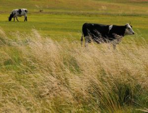 風吹草低見牛羊 風吹草低見牛羊