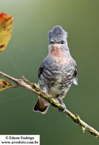 黃喉紫須傘鳥 黃喉紫須傘鳥
