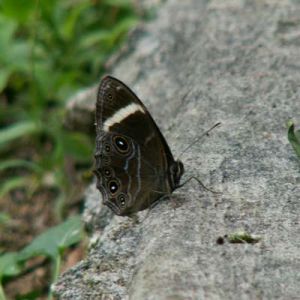 大白條黑蔭蝶 大白條黑蔭蝶