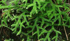 伸筋草提取物 伸筋草提取物