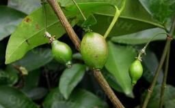 大苞藤黃 大苞藤黃