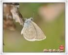微小灰蝶 微小灰蝶