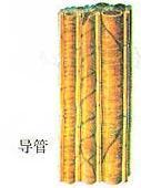 植物導管