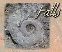 絲朿蛤屬 絲朿蛤屬